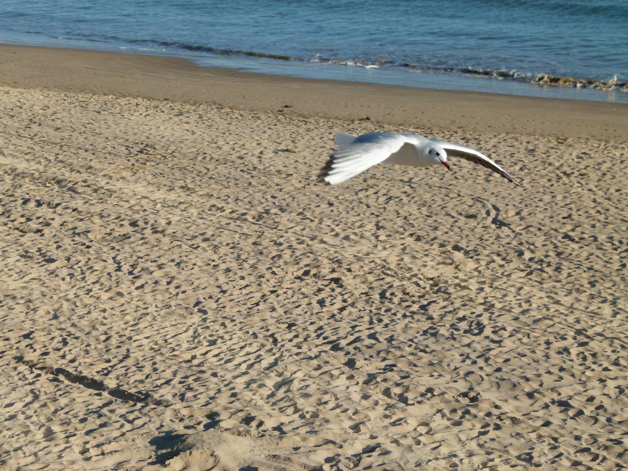 Appartements Front De Mer Sables D'Olonne Les Sables-dʼOlonne Zewnętrze zdjęcie